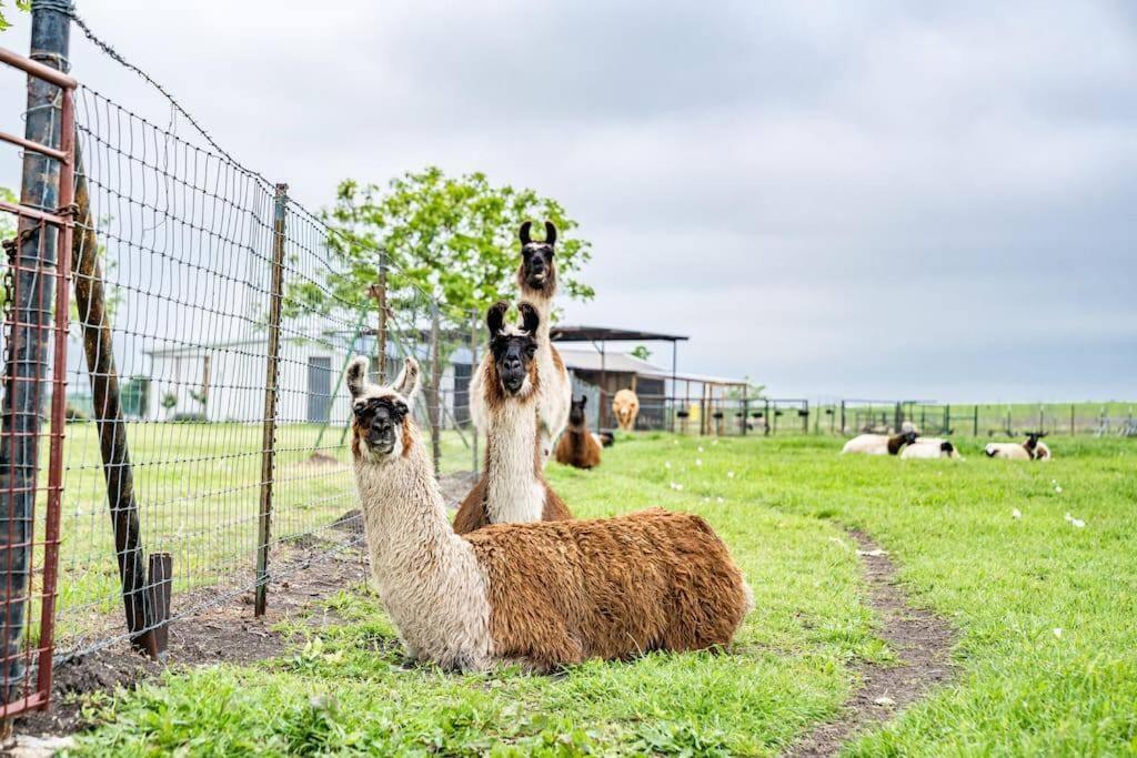 Silo House At Laughing Llama Farm Troy 外观 照片